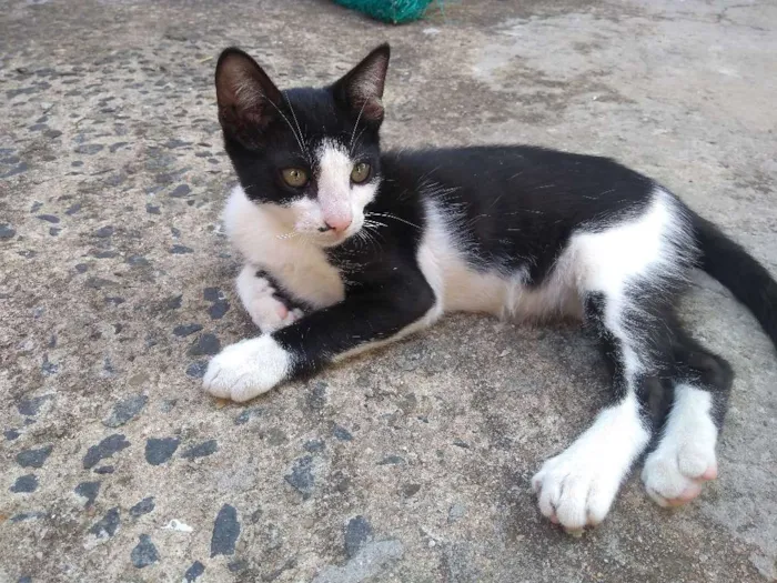 Gato ra a Não sei idade 2 a 6 meses nome Sem nome