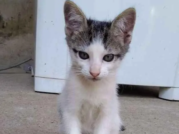 Gato ra a Não sei idade 2 a 6 meses nome Sem nome