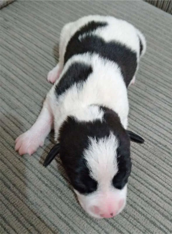 Cachorro ra a SRD idade Abaixo de 2 meses nome Não tem nome