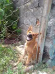Florzinha