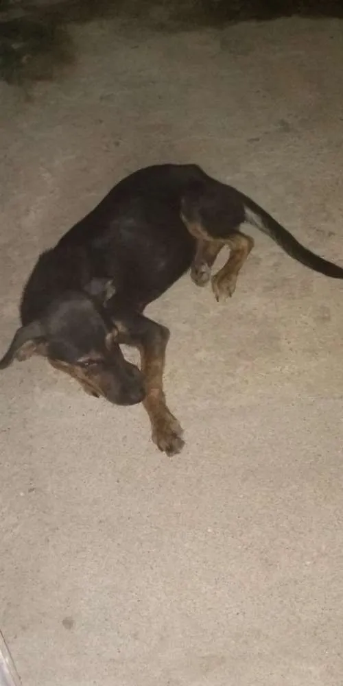 Cachorro ra a Vira lata idade 2 a 6 meses nome Pretinha