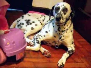 Cachorro raça Dálmata idade  nome *PERDIDA*