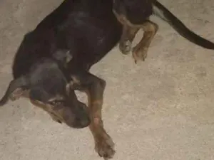 Cachorro raça Vira lata idade 2 a 6 meses nome Pretinha