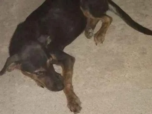 Cachorro ra a Vira lata idade 2 a 6 meses nome Pretinha