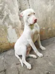 Roque