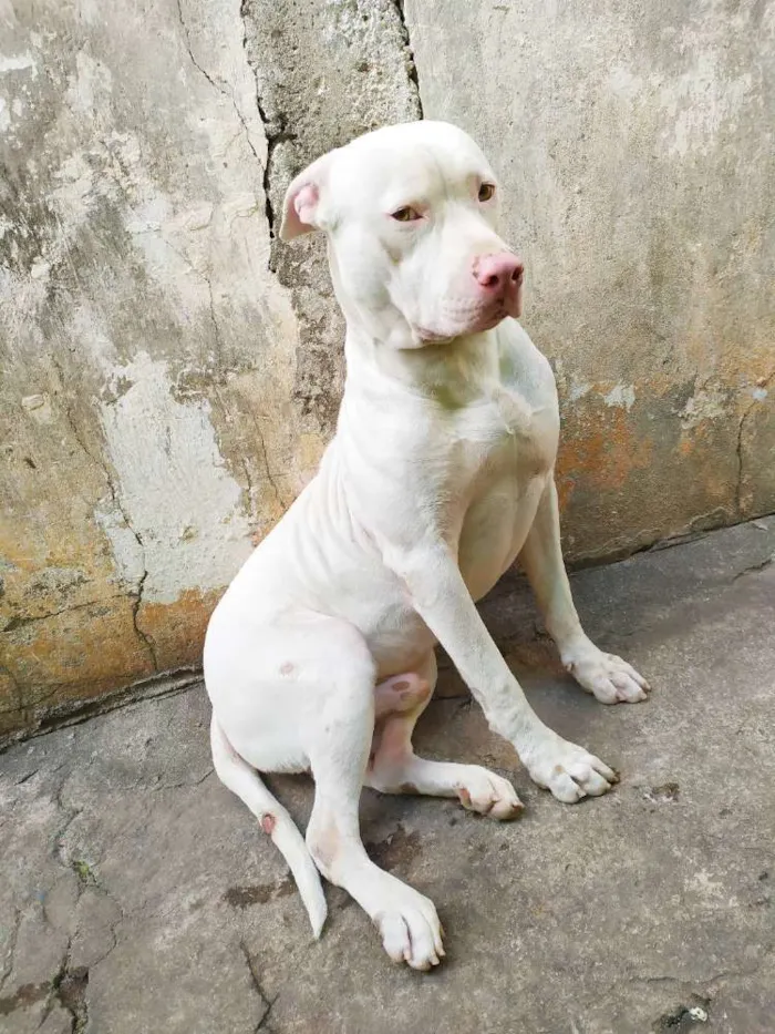 Cachorro raça Pitbull idade 2 anos nome Roque