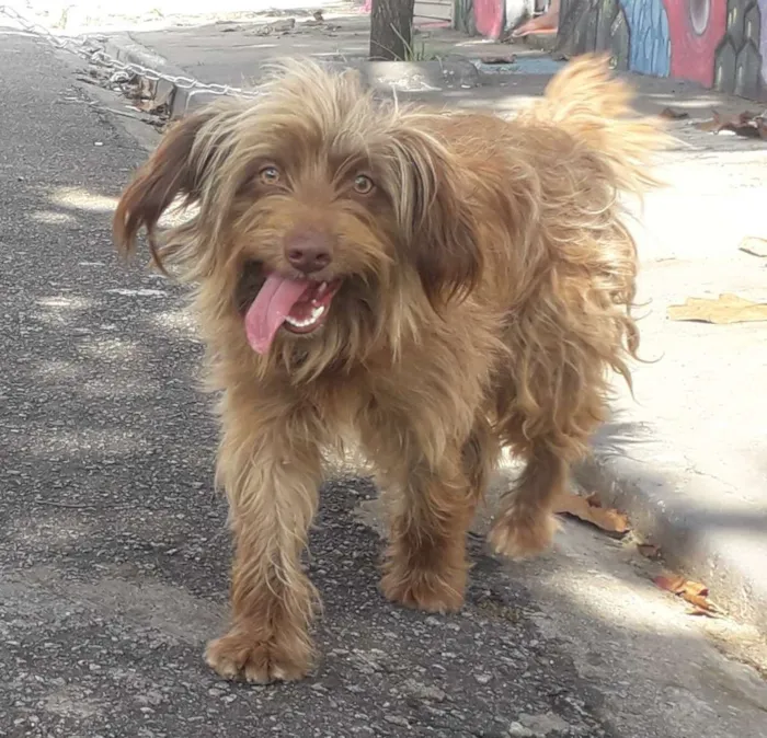 Cachorro ra a Não definida  idade 1 ano nome Hebe
