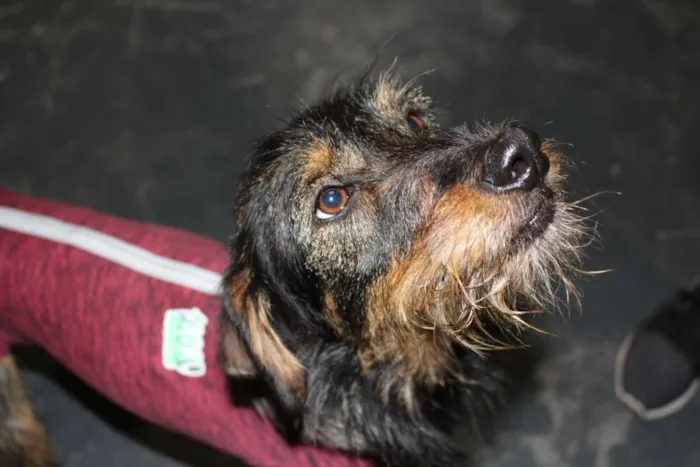 Cachorro ra a SRD idade 7 a 11 meses nome Estopinha