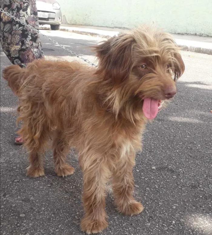 Cachorro ra a Não definida  idade 1 ano nome Hebe
