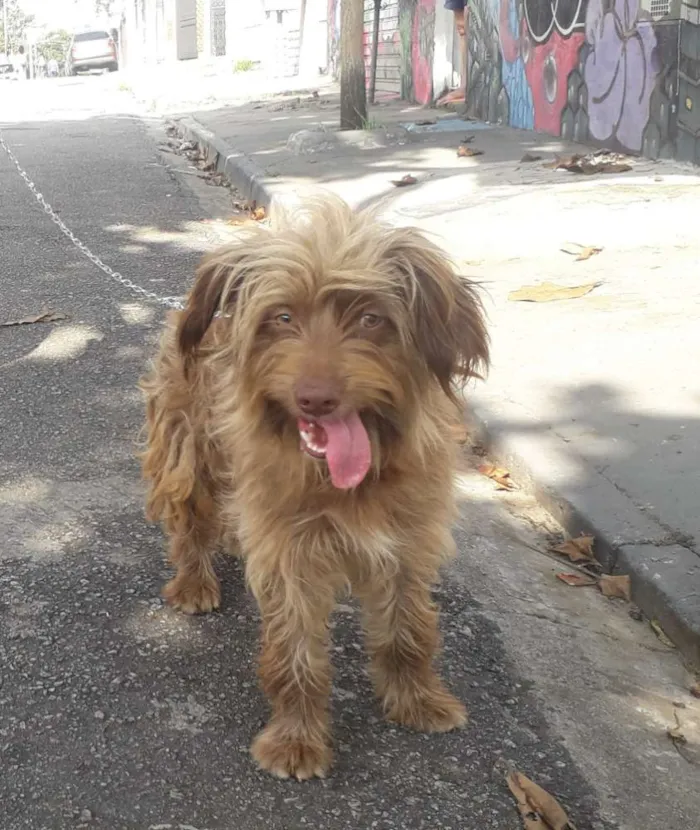 Cachorro ra a Não definida  idade 1 ano nome Hebe