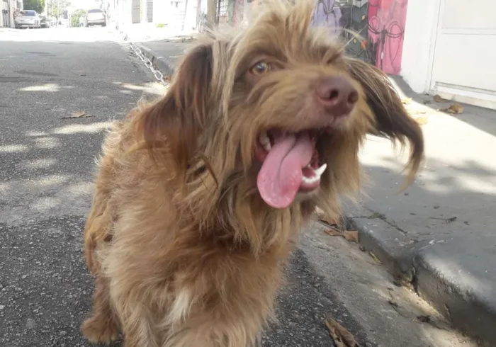 Cachorro ra a Não definida  idade 1 ano nome Hebe