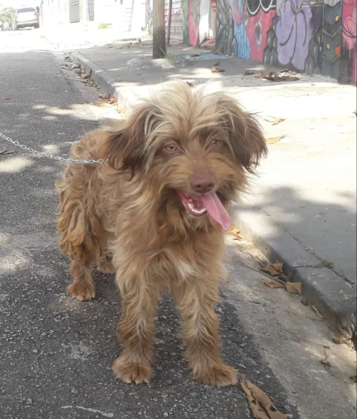 Cachorro ra a Não definida  idade 1 ano nome Hebe