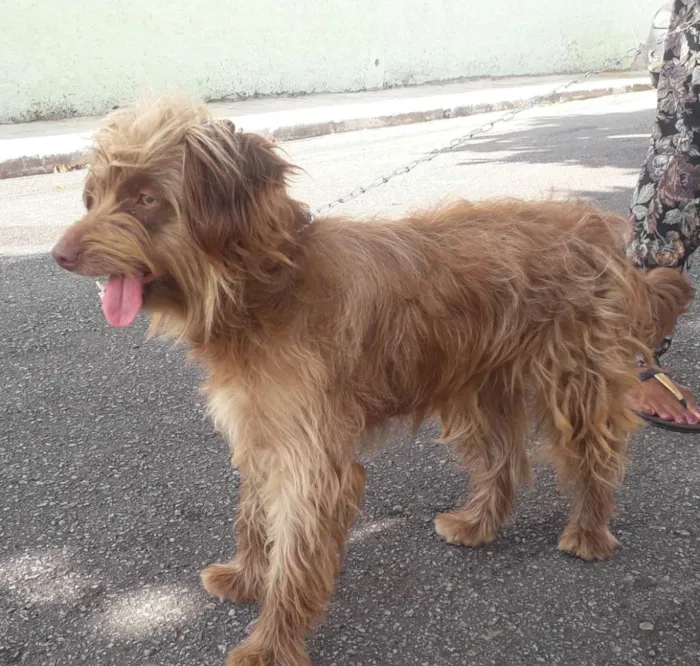 Cachorro ra a Não definida  idade 1 ano nome Hebe