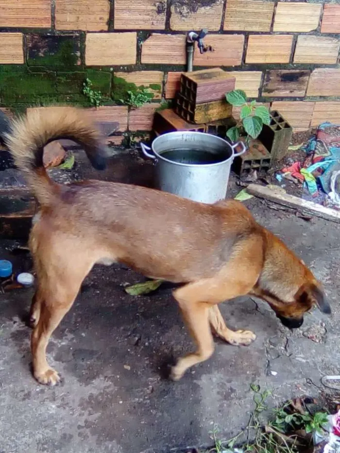 Cachorro ra a Fila  idade 1 ano nome Scooby
