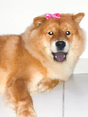 Cachorro raça Chowchow  idade  nome Anitta 