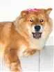 Cachorro raça Chowchow  idade  nome Anitta 