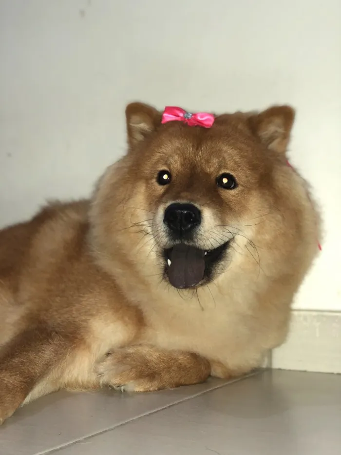Cachorro ra a Chowchow  idade  nome Anitta 