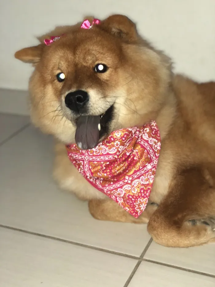 Cachorro ra a Chowchow  idade  nome Anitta 