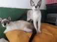 Simone e Simara