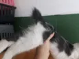 Rabito