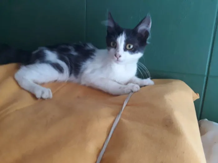 Gato ra a SRD branco e preto  idade 2 a 6 meses nome Rabito