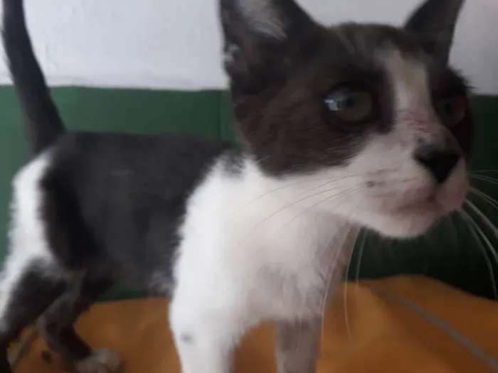 Gato ra a SRD branco e preto  idade 2 a 6 meses nome Juninho 