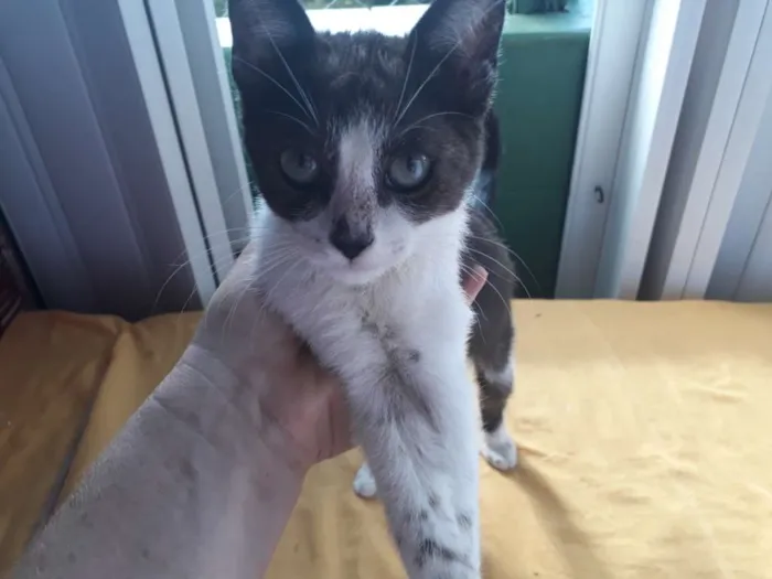 Gato ra a SRD branco e preto  idade 2 a 6 meses nome Juninho 