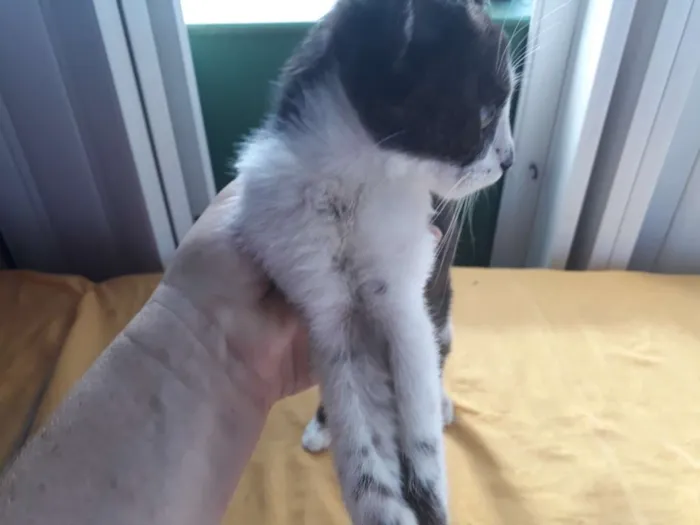 Gato ra a SRD branco e preto  idade 2 a 6 meses nome Juninho 