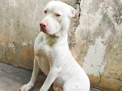 Cachorro raça Pitbull idade 2 anos nome Roque