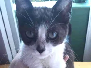 Gato raça SRD branco e preto  idade 2 a 6 meses nome Juninho 