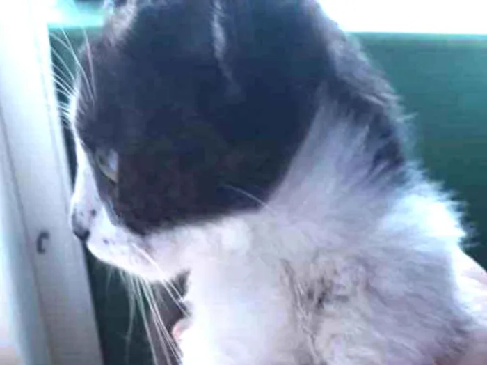 Gato ra a SRD branco e preto  idade 2 a 6 meses nome Juninho 