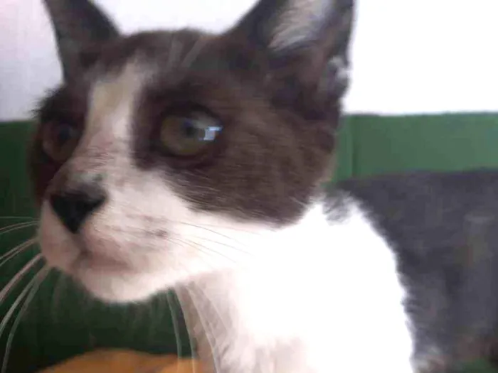 Gato ra a SRD branco e preto  idade 2 a 6 meses nome Juninho 