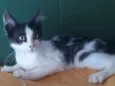 Rabito