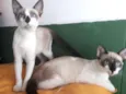 Simone e Simara