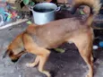 Scooby