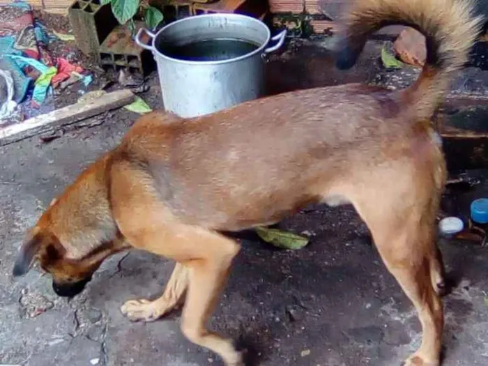 Cachorro ra a Fila  idade 1 ano nome Scooby