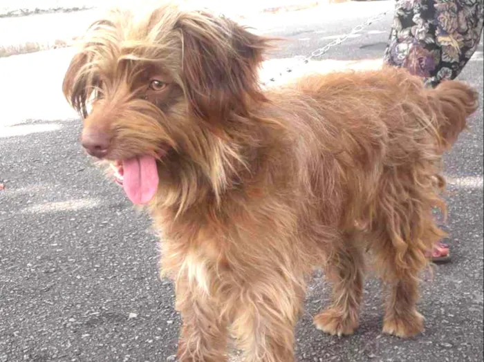 Cachorro ra a Não definida  idade 1 ano nome Hebe