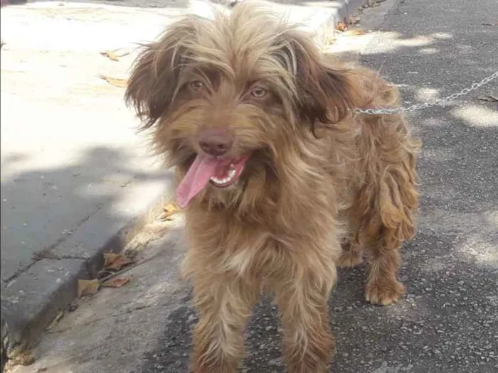 Cachorro ra a Não definida  idade 1 ano nome Hebe