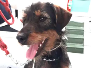Cachorro raça SRD idade 7 a 11 meses nome Estopinha