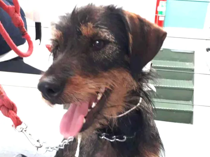 Cachorro ra a SRD idade 7 a 11 meses nome Estopinha