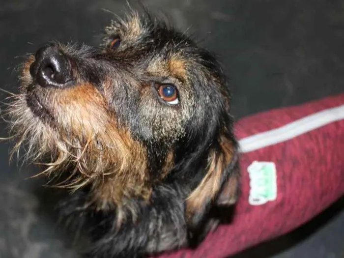 Cachorro ra a SRD idade 7 a 11 meses nome Estopinha