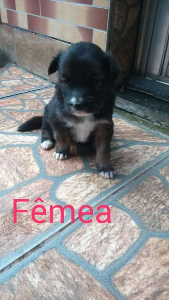 Cachorro ra a Nao sei idade 2 a 6 meses nome Olivia