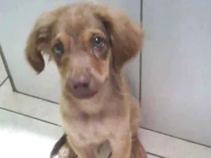 Cachorro raça Raça mista idade 2 a 6 meses nome Apolo