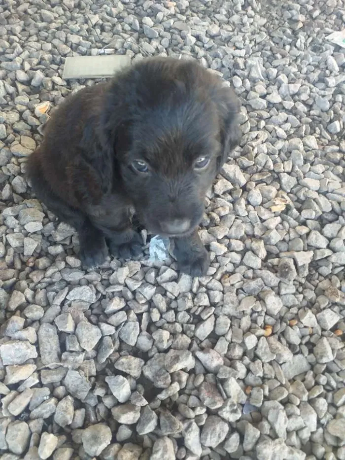 Cachorro ra a Misturado  idade 2 a 6 meses nome Lessi e atlas