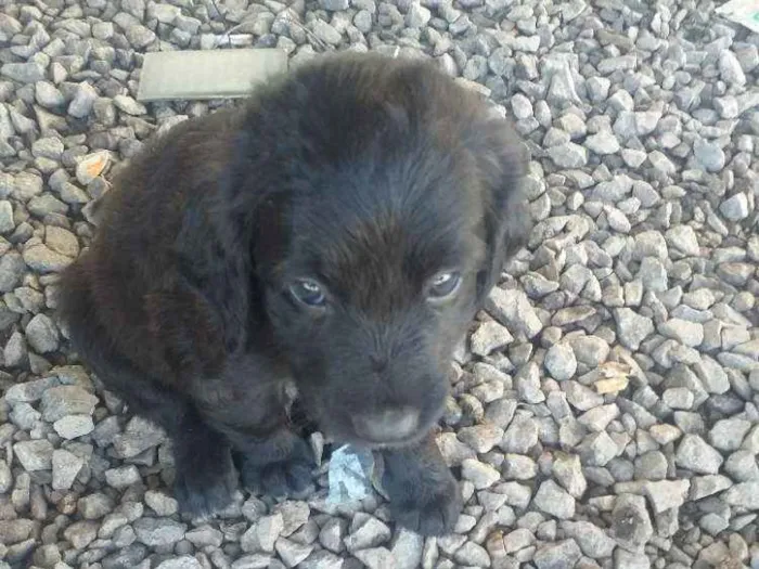 Cachorro ra a Misturado  idade 2 a 6 meses nome Lessi e atlas