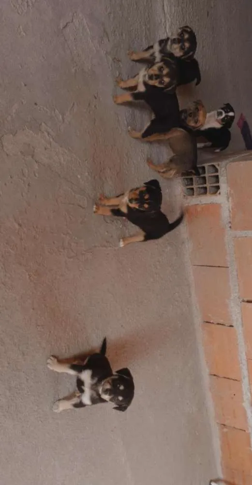 Cachorro ra a SRD idade 2 a 6 meses nome Filhotes 