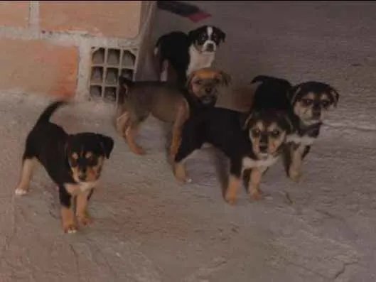 Cachorro ra a SRD idade 2 a 6 meses nome Filhotes 