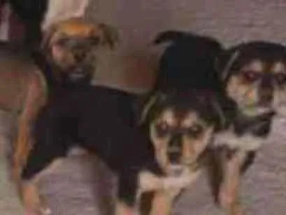 Cachorro ra a SRD idade 2 a 6 meses nome Filhotes 