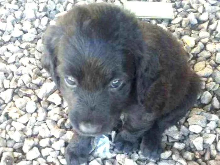 Cachorro ra a Misturado  idade 2 a 6 meses nome Lessi e atlas