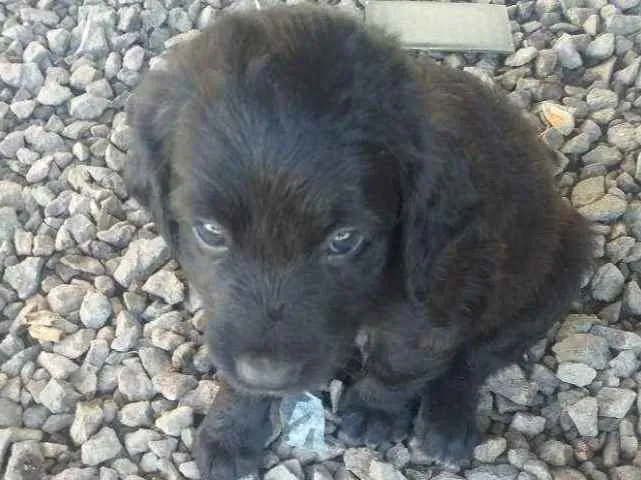 Cachorro ra a Misturado  idade 2 a 6 meses nome Lessi e atlas